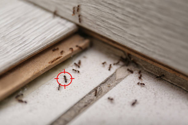 Best Pest Control for Businesses  in Swepsonville, NC