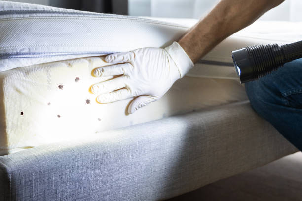 Best Best Pest Control Companies  in Swepsonville, NC