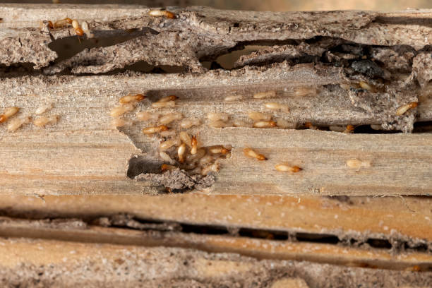 Best Emergency Pest Control  in Swepsonville, NC